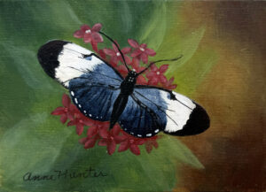 b&W butterfly1 Back & White Butterfly - Painting Packet #0254